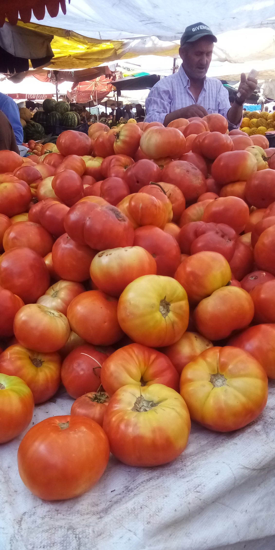 Elles sont belles mes tomates, elles sont belles !