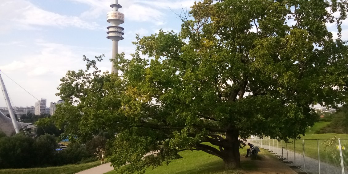 Auprès de mon arbre...