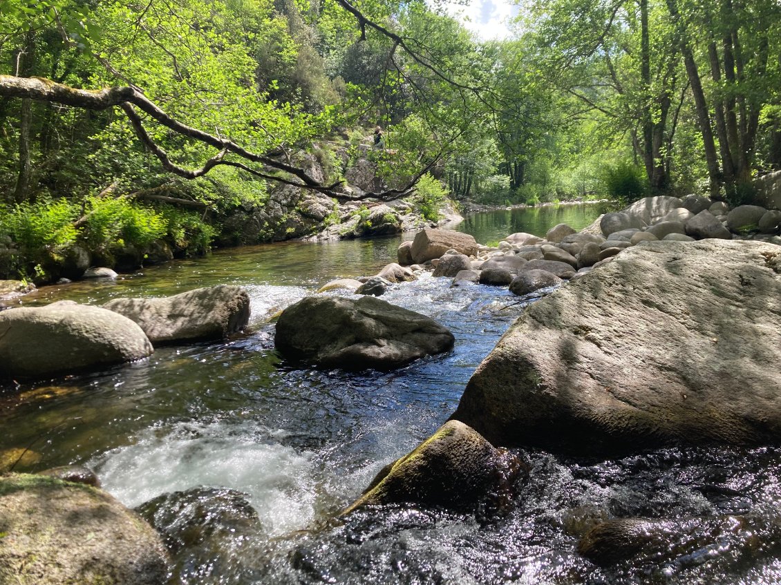 La forêt de Brocéliande, en tout cas telle qu'on l'imagine