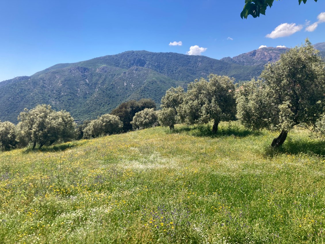 Des oliviers dans la prairie