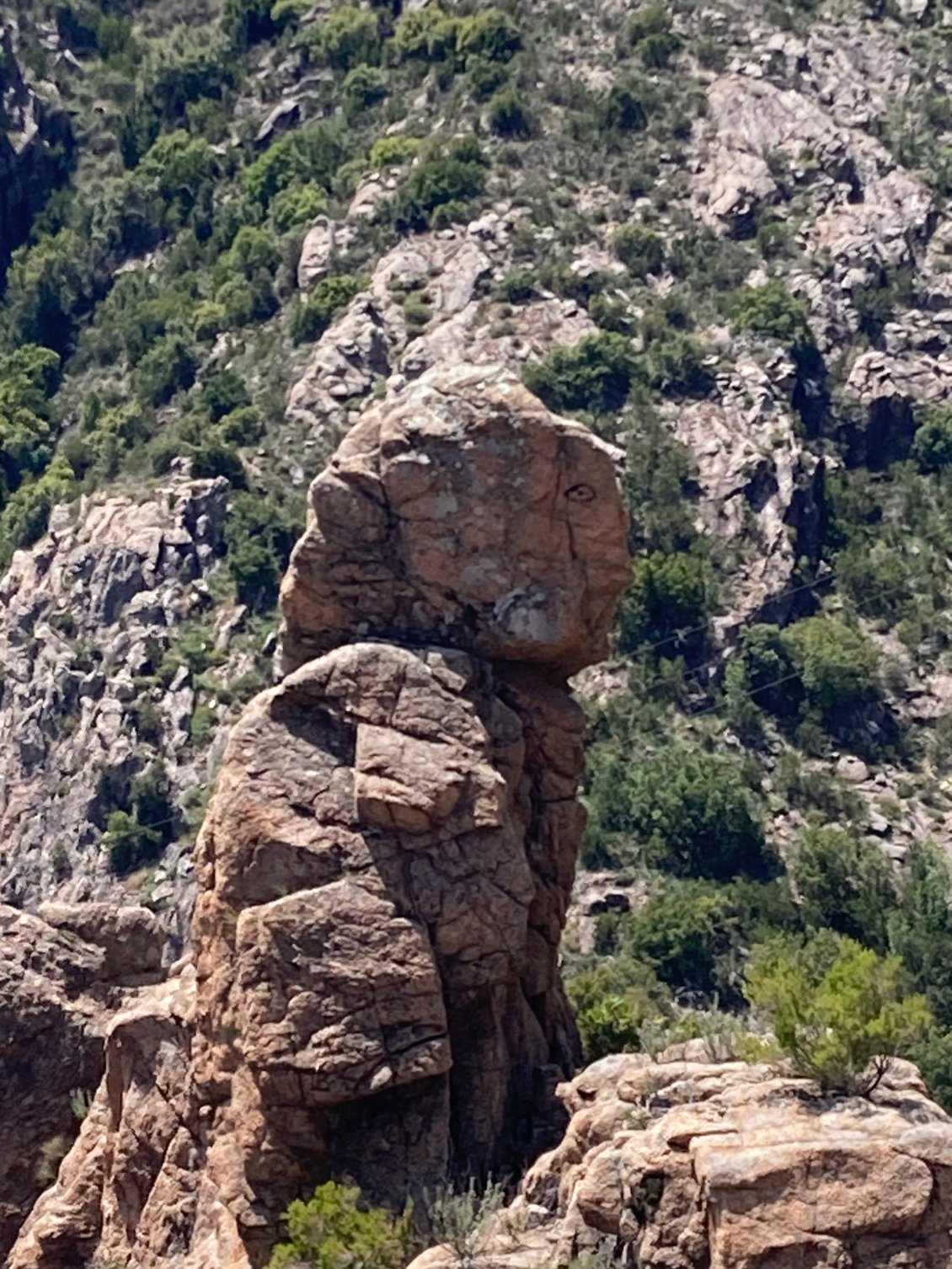 Des oiseaux de pierre veillent