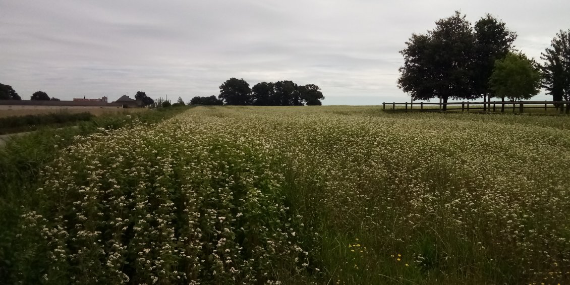 On sent qu'on approche du pays des crêpes et autres galettes : une parcelle de sarrasin en fleurs.