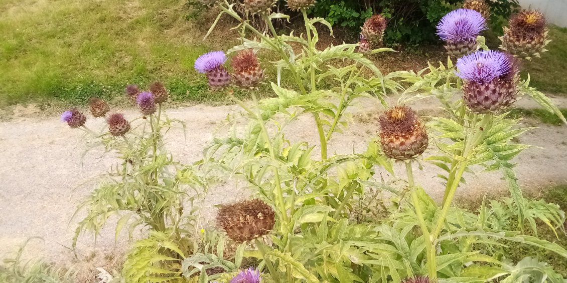 Fleurs d'artichauts. Et oui, fallait les manger avant, maintenant c'est trop tard.