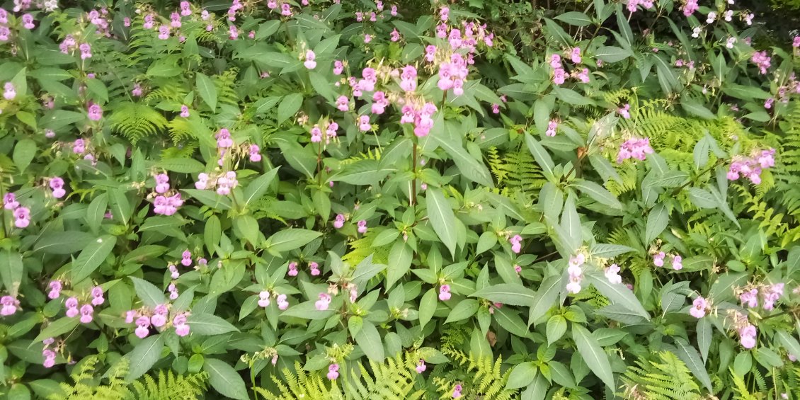 Balsamine de l'Himalaya. Jolie mais plante exotique envahissante classée parmi les nuisibles.