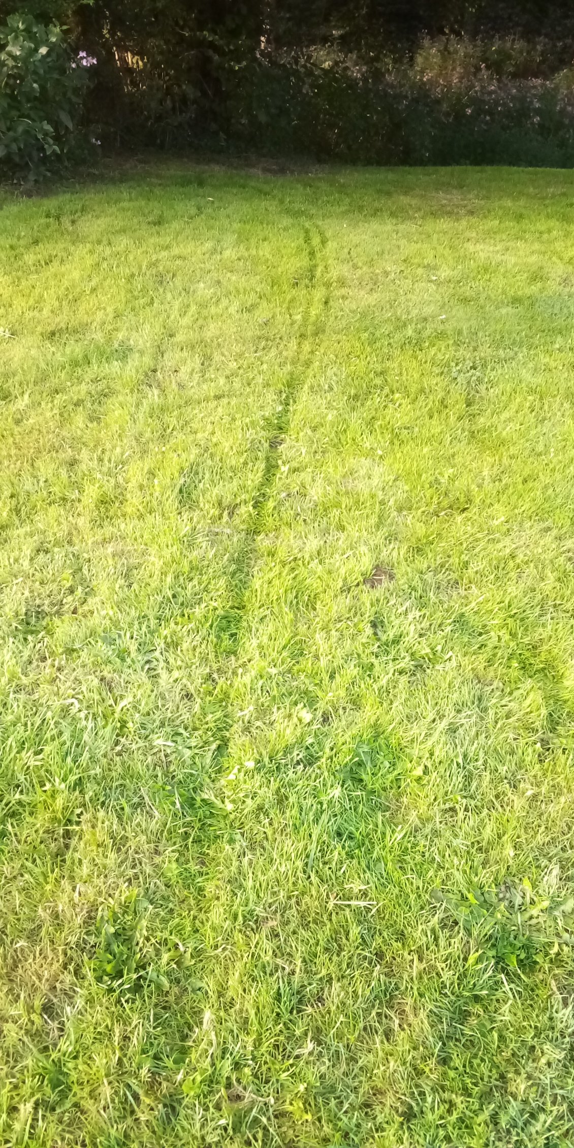 Dernière traces de roues pour quitter un bivouac.