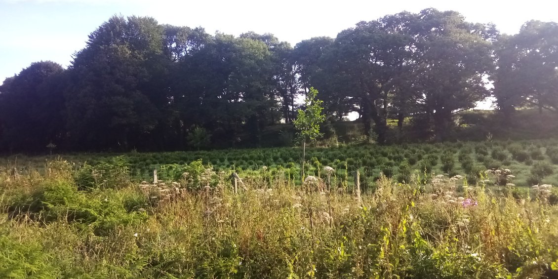 La parcelle avec les plus jeunes plants.