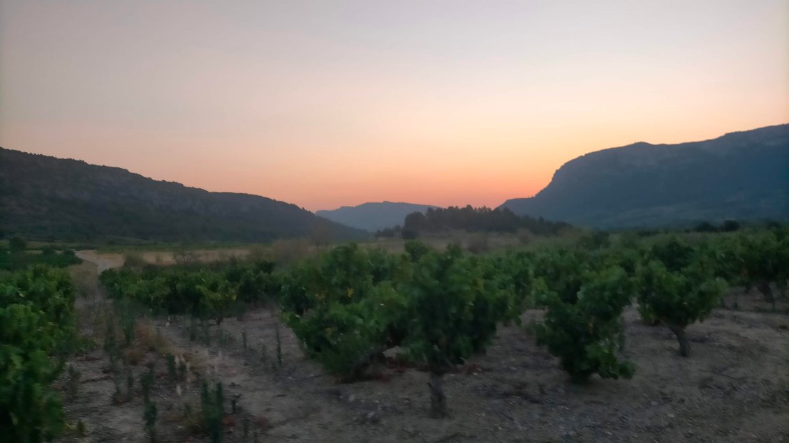 lever de soleil sur le vignoble de Maury