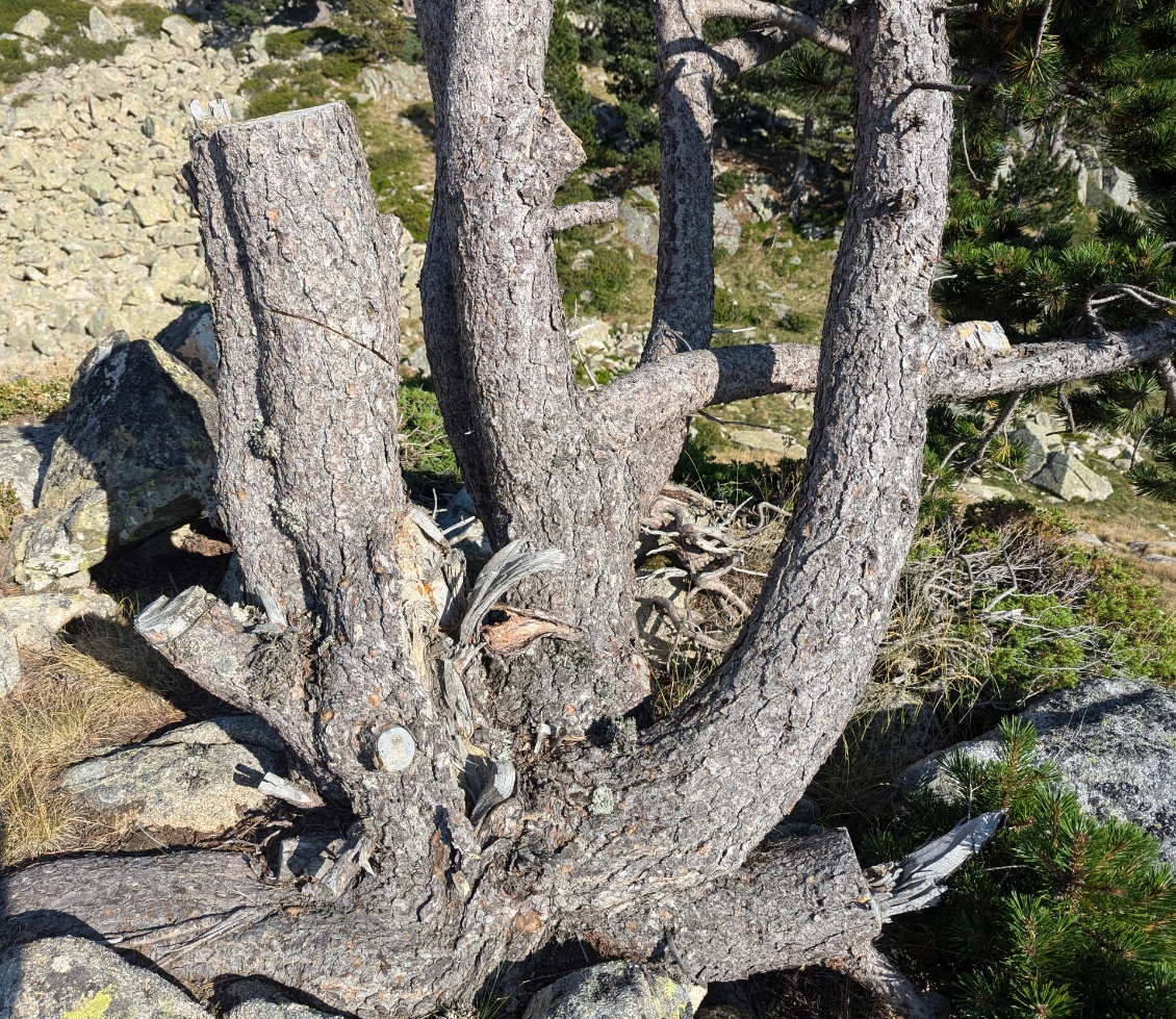 Un arbre coupé vivant à de multiples endroits à proximité d'une zone de bivouac dans le Néouvielle. En plus, comme chacun sait, ça brûle super bien le bois vert...