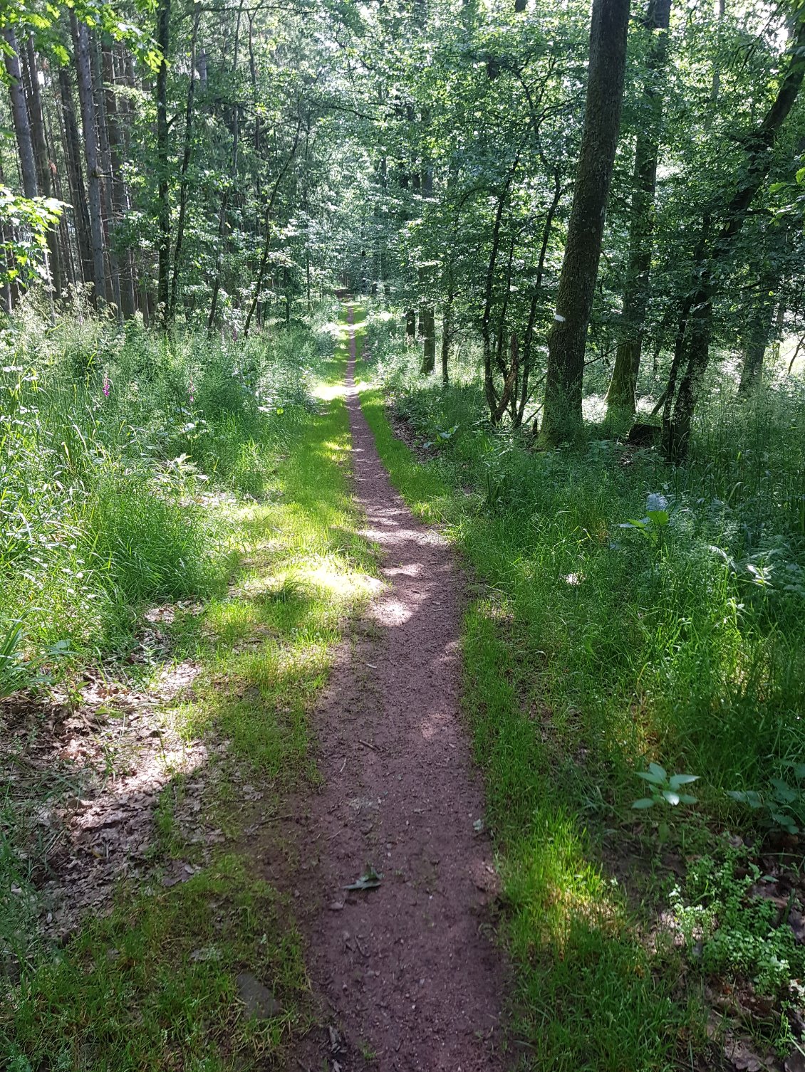 Des trouées de lumière illuminent le chemin.