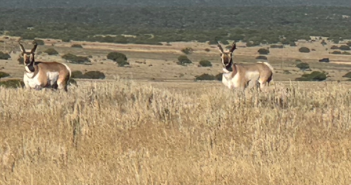 Antilopes d’Amérique