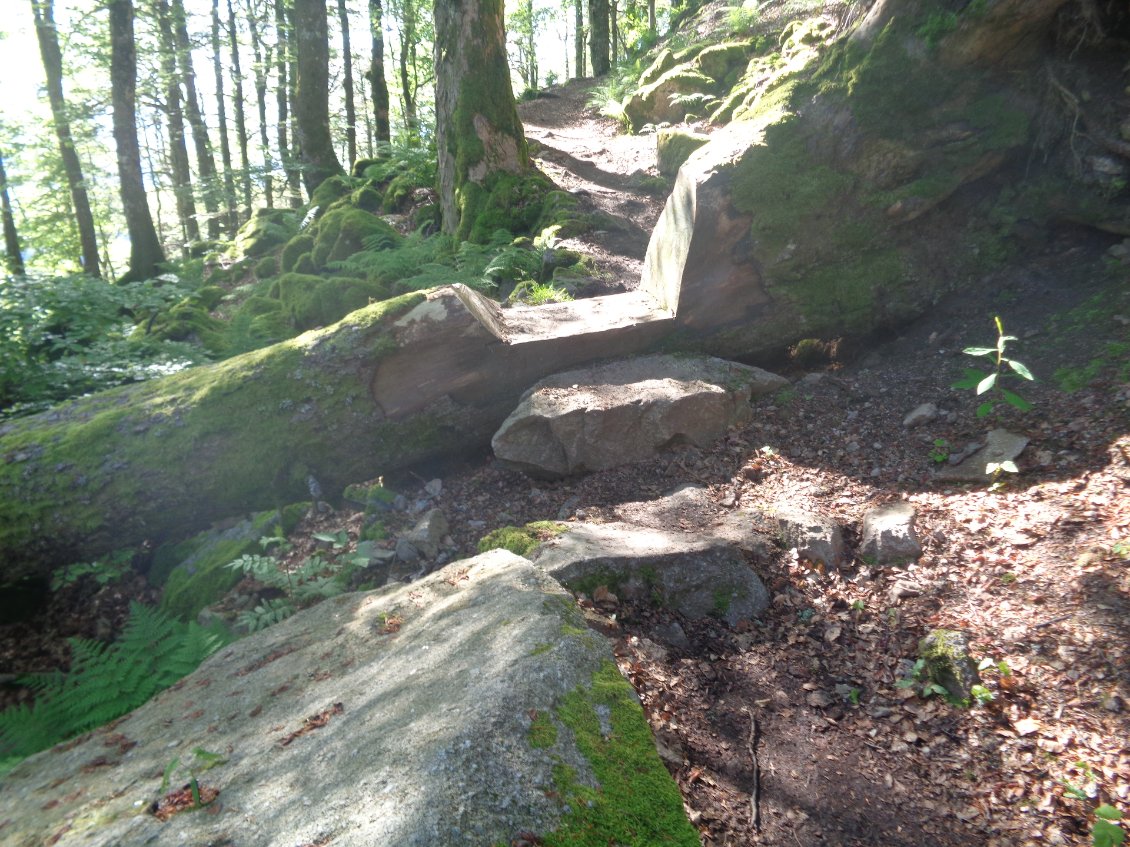 Gros arbre en travers du chemin ? Pas de problème !