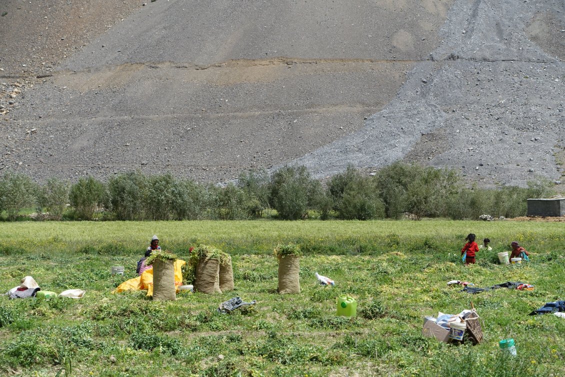 Ici, on ramasse les gousses de soja