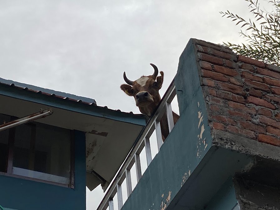 Une vache sur un balcon...