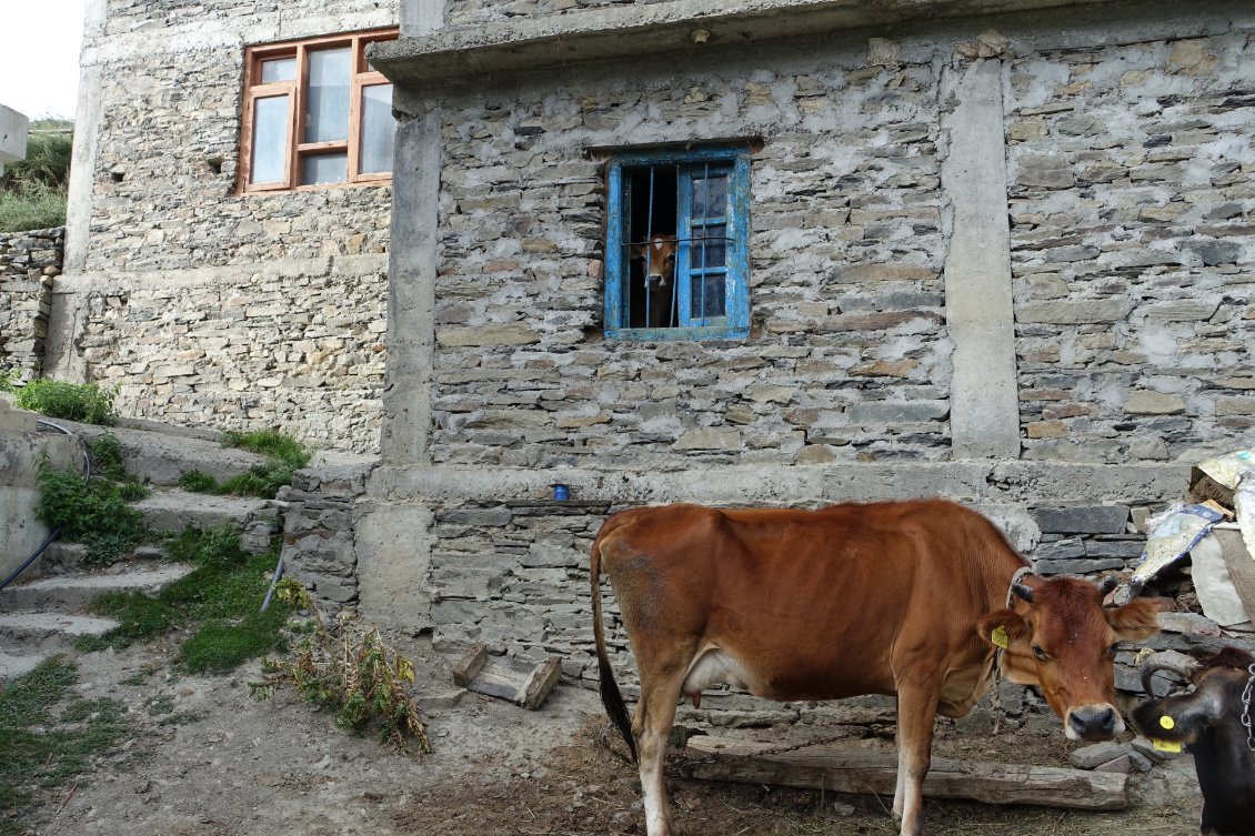 ...ou une vache qui prend le frais à sa fenêtre, quoi de plus normal...?