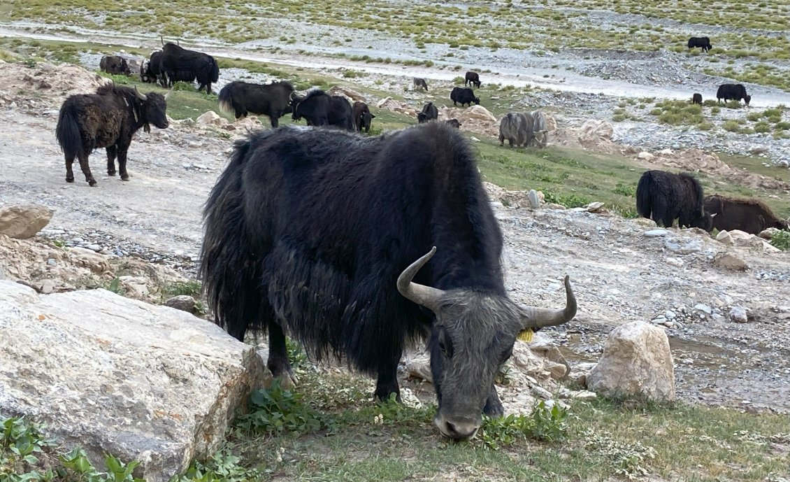 Les yacks, plus gros que les vaches mais tout aussi placides.