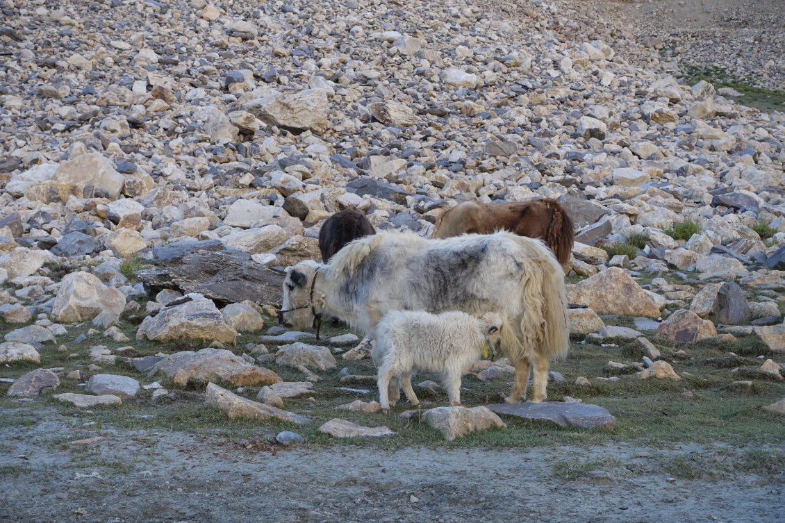 Une maman yack, blanche, et son veau