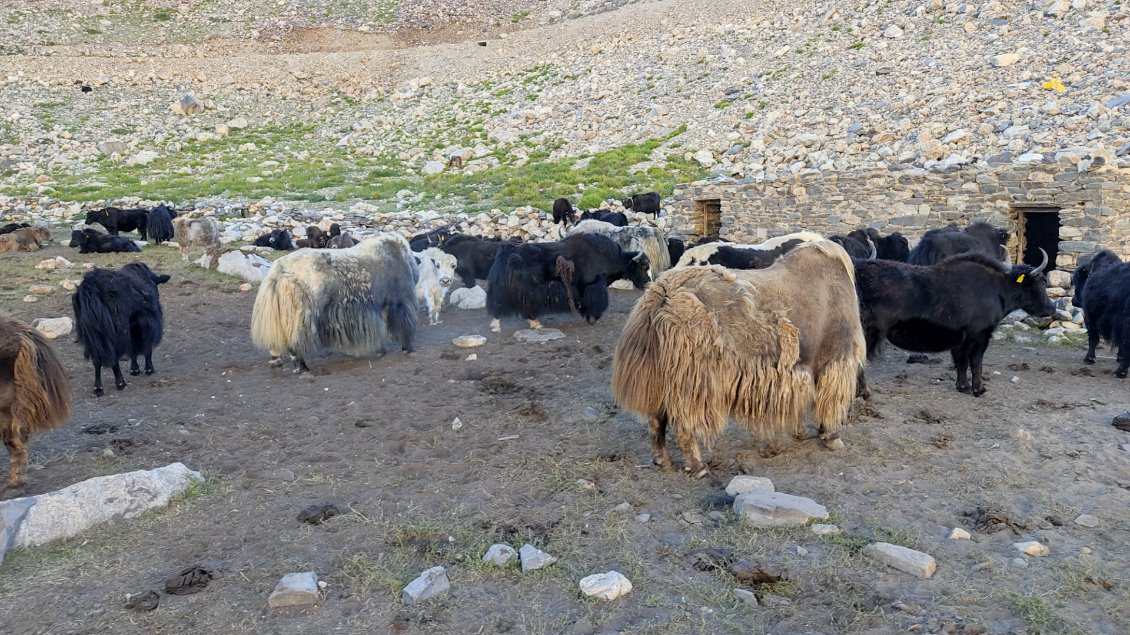 Tous ne sont peut être pas des yacks. Le croisement yack-vache donne un Dzo, cela permet d'augmenter la production de viande ou de lait.