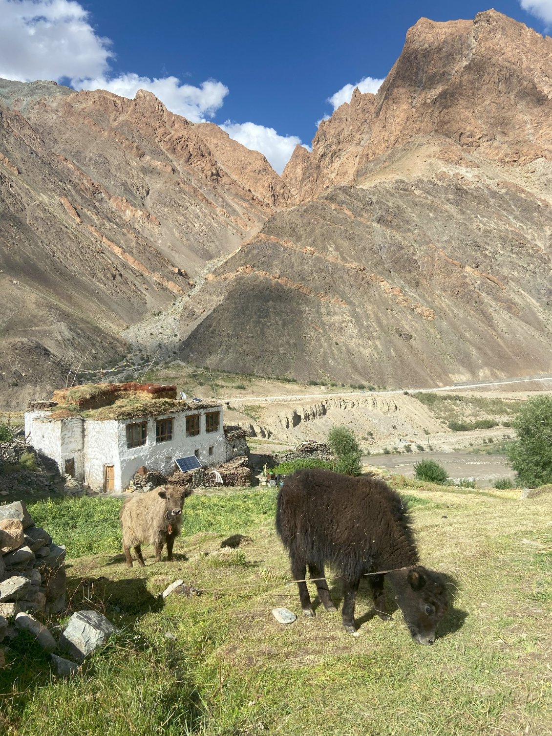 Le yack, la ressource en viande et en lait.