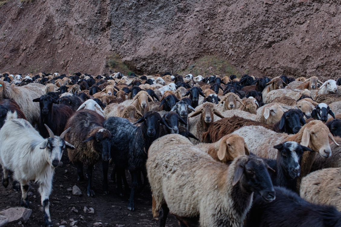 Kirghizstan-Troupeau en transhumance