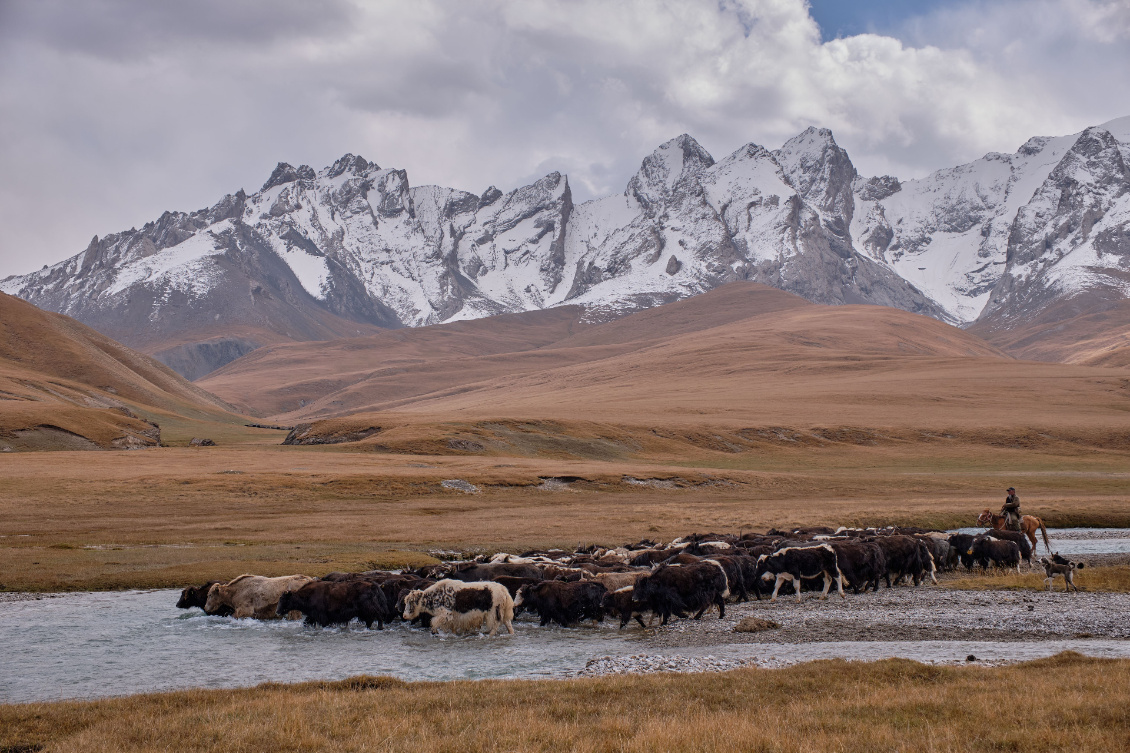 Kirghizstan-Troupeau de yaks non loin du lac Köl Suu, à 3500m d'altitudeKirghizstan-