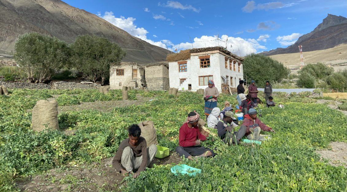 La récolte des gousses de soja, ou des petits pois, bat son plein.