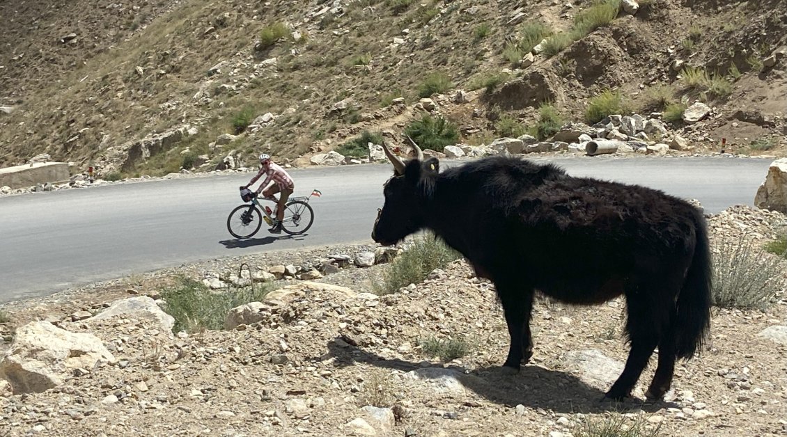 Ici, les vaches regardent passer les cyclistes.