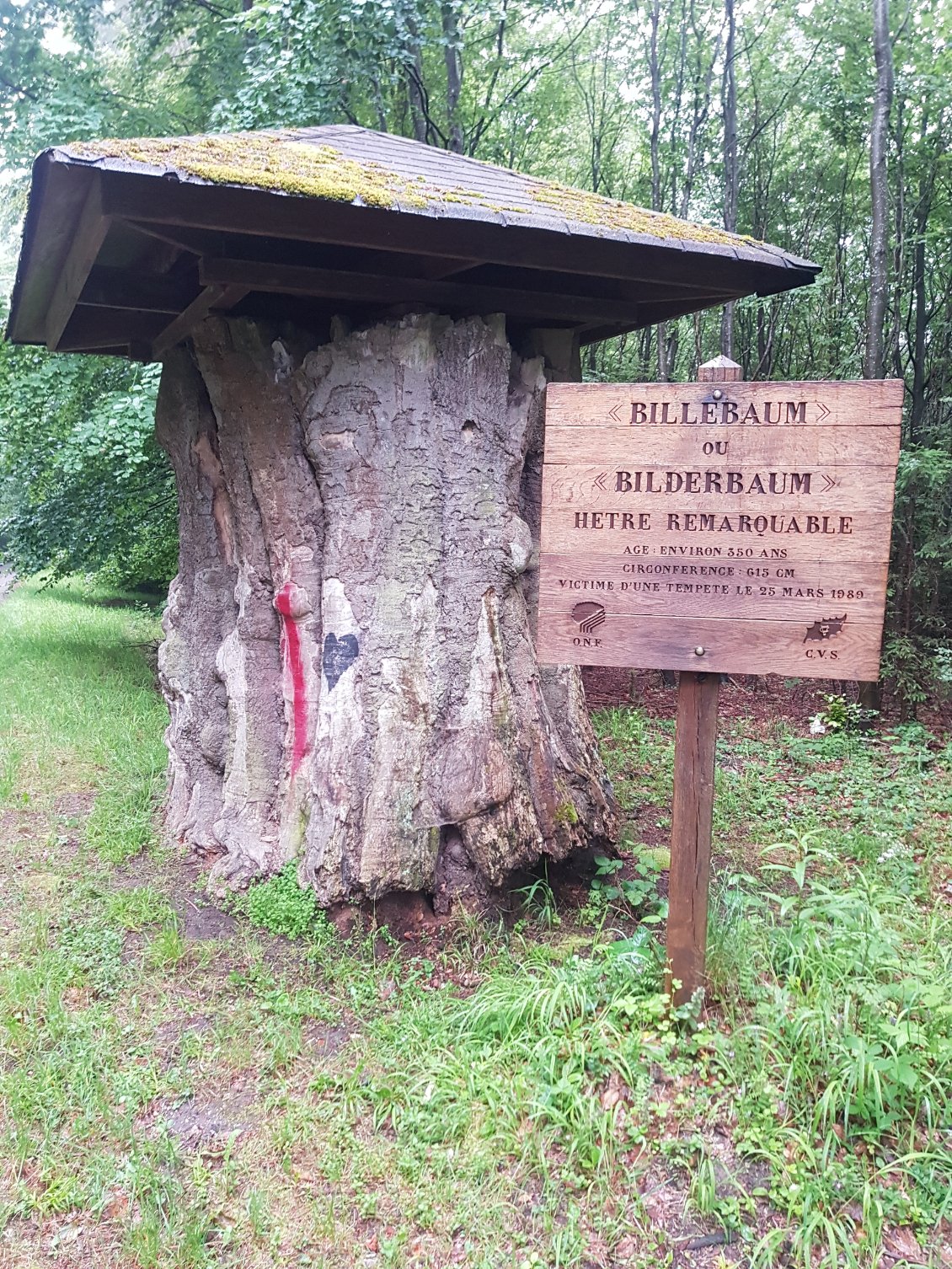 Ce qu'il reste du vieux Billebaum.