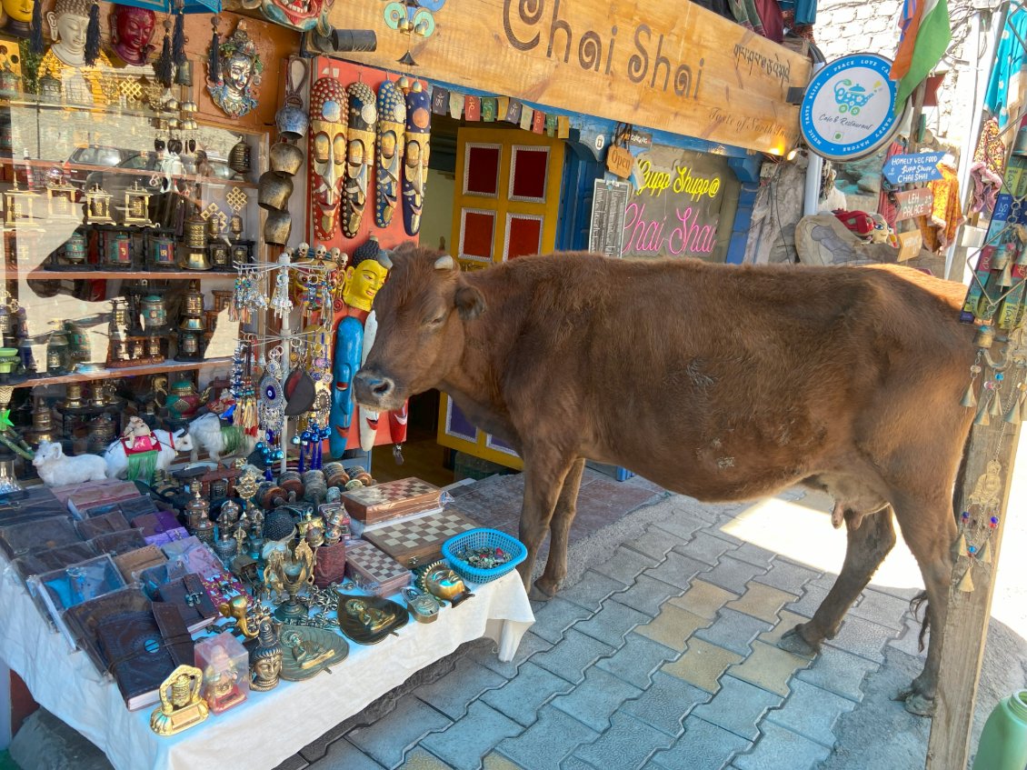 Ici, le vaches ont tous les droits, même celui de faire du lèche-vitrines.