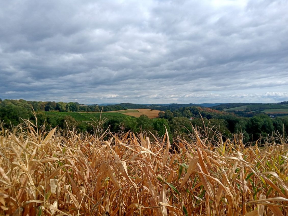 Les collines du sud-est autrichien