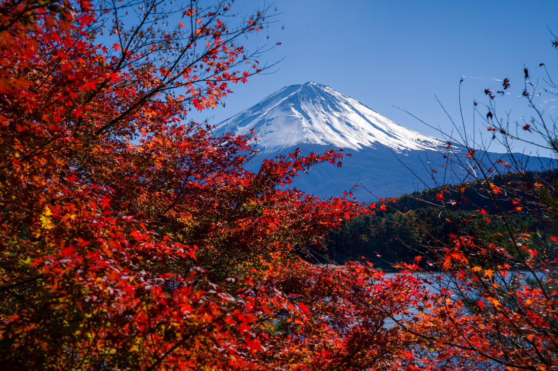 France-Japon à vélo. Le voyage des papilles.