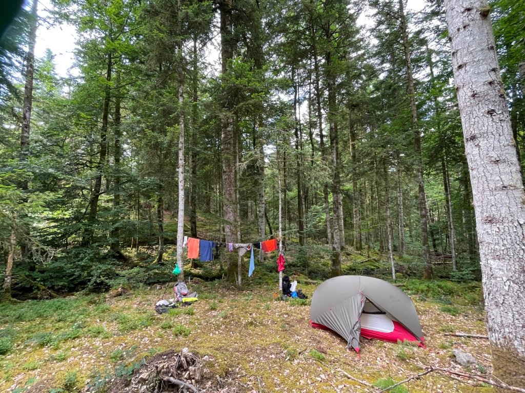 Tranquilles dans une clairière