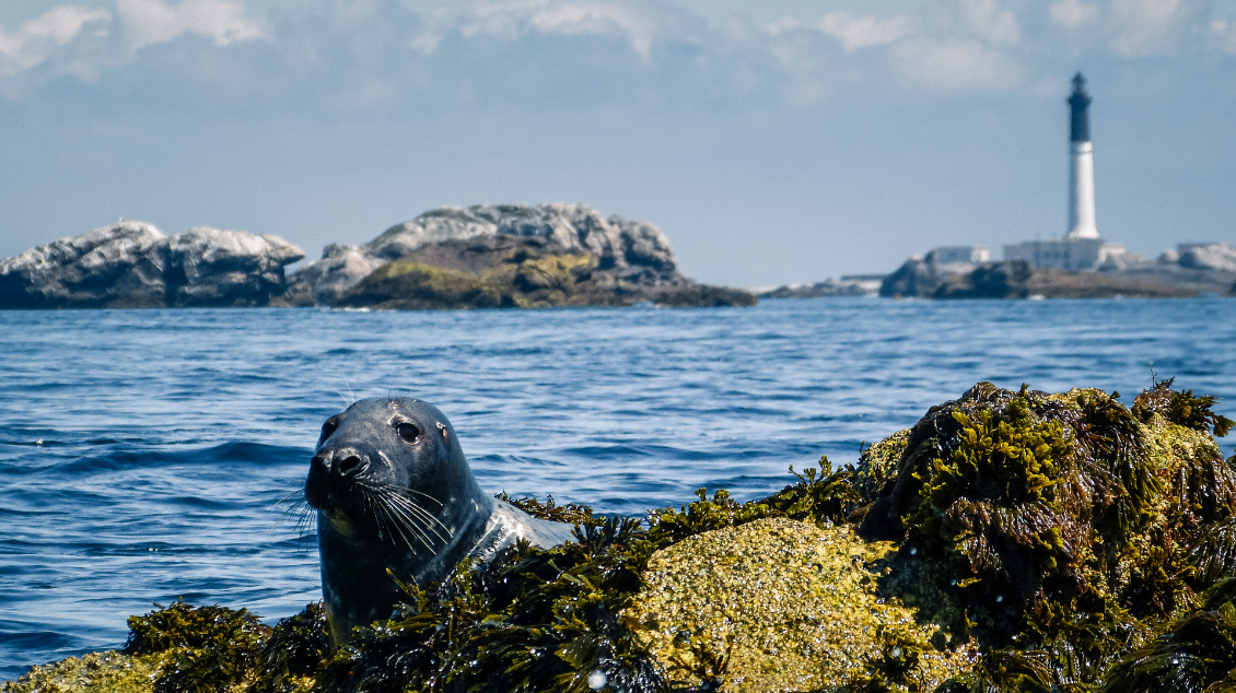 Phoque gris devant le grand phare de l’île de Sein. Une destination exceptionnelle en kayak, à 5 milles de la pointe du Raz. Photo : Laurent Malthieu