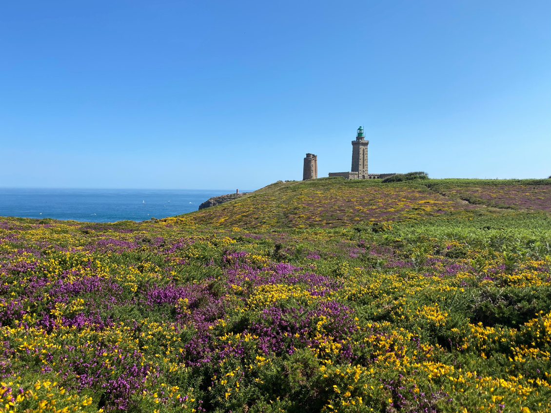 Couleurs de bruyère au cap Fréhel. Photo : Jeanne Fauquenot