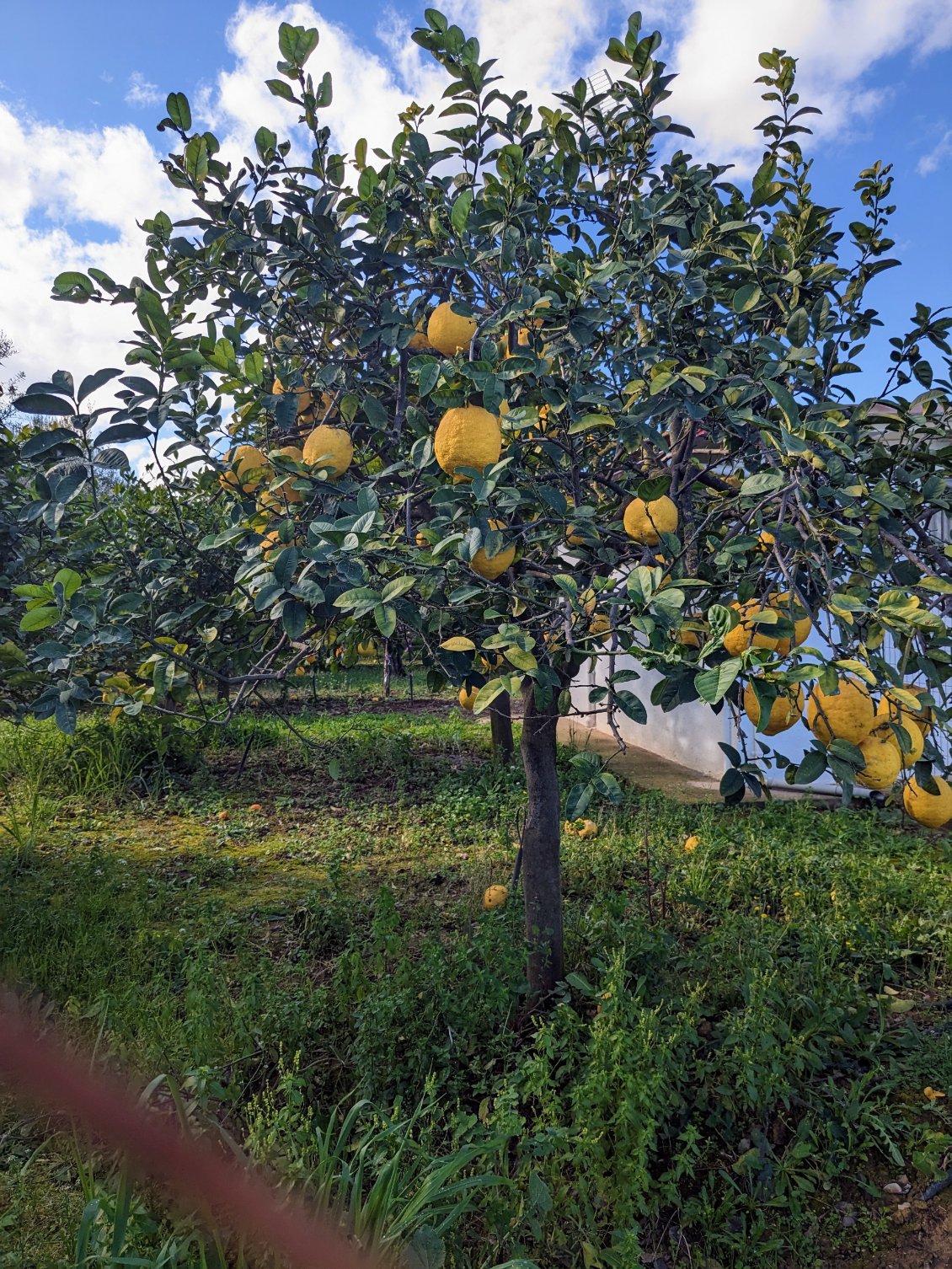 Des citrons gigantesques