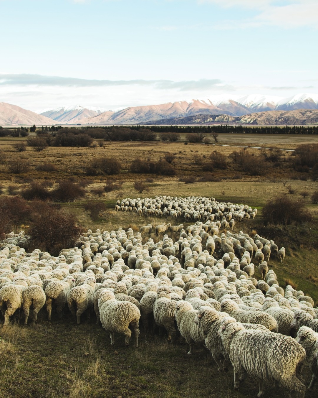 Moutons mérinos de Nouvelle-Zélande (photo Icebreaker)