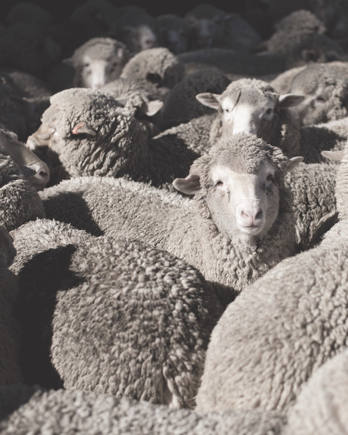 Moutons mérinos de Nouvelle-Zélande (photo Icebreaker)