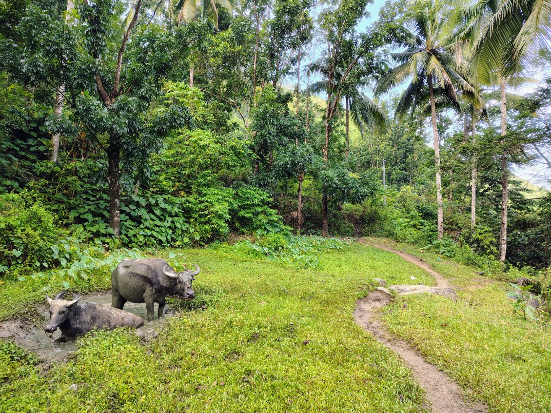 Deux carabaos (buffles d'eau), un symbole des Philippines. Ils sont généralement utilisés pour le labour dans les champs de riz.