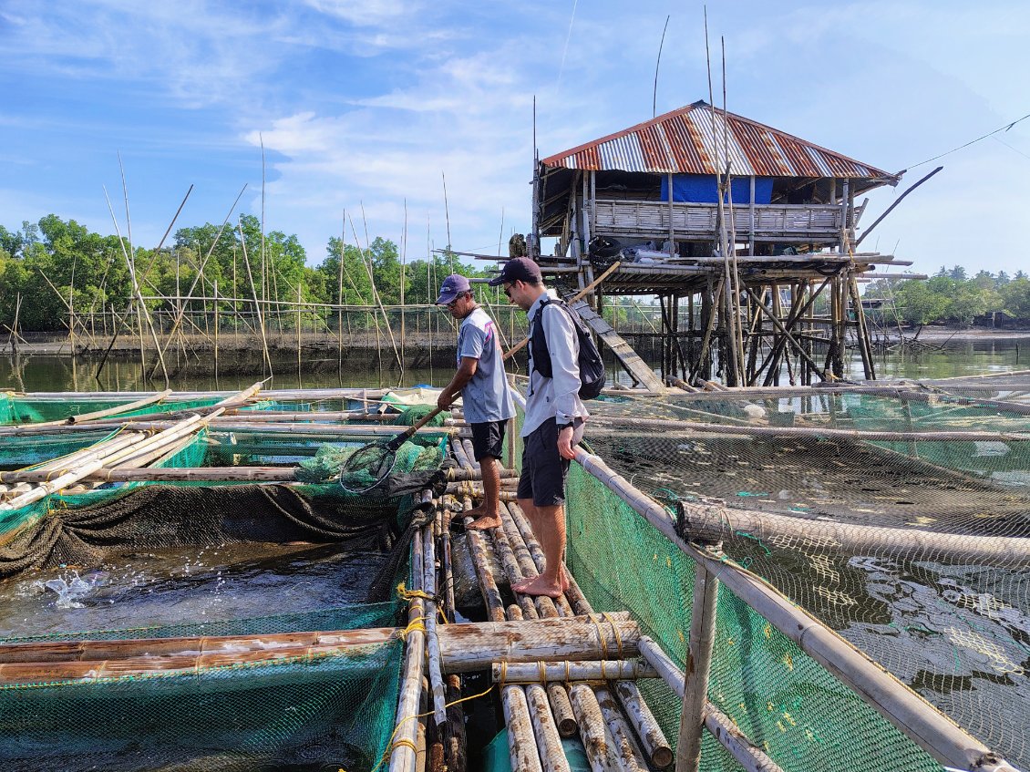 J'accompagne une journée un éleveur de poissons de mer dans la région de Kalibo. Il est heureux de me faire découvrir son activité. Il a débuté il y 25 ans. Il a construit la structure flottante lui même avec sa famille.