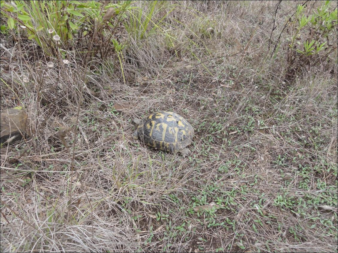 Tortue d'Hermann : elles sont nombreuses sur l'île