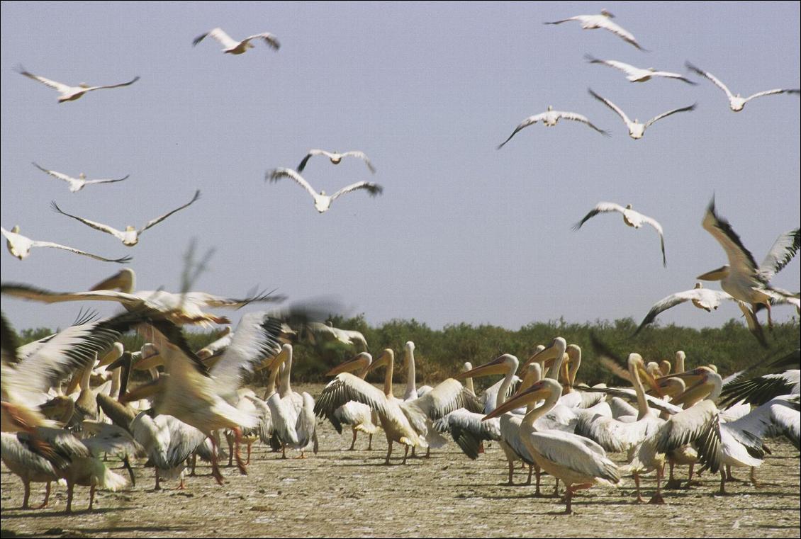 Kayakafrika, le fleuve Sénégal