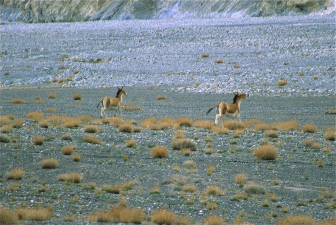 Treks aux confins du Pakistan