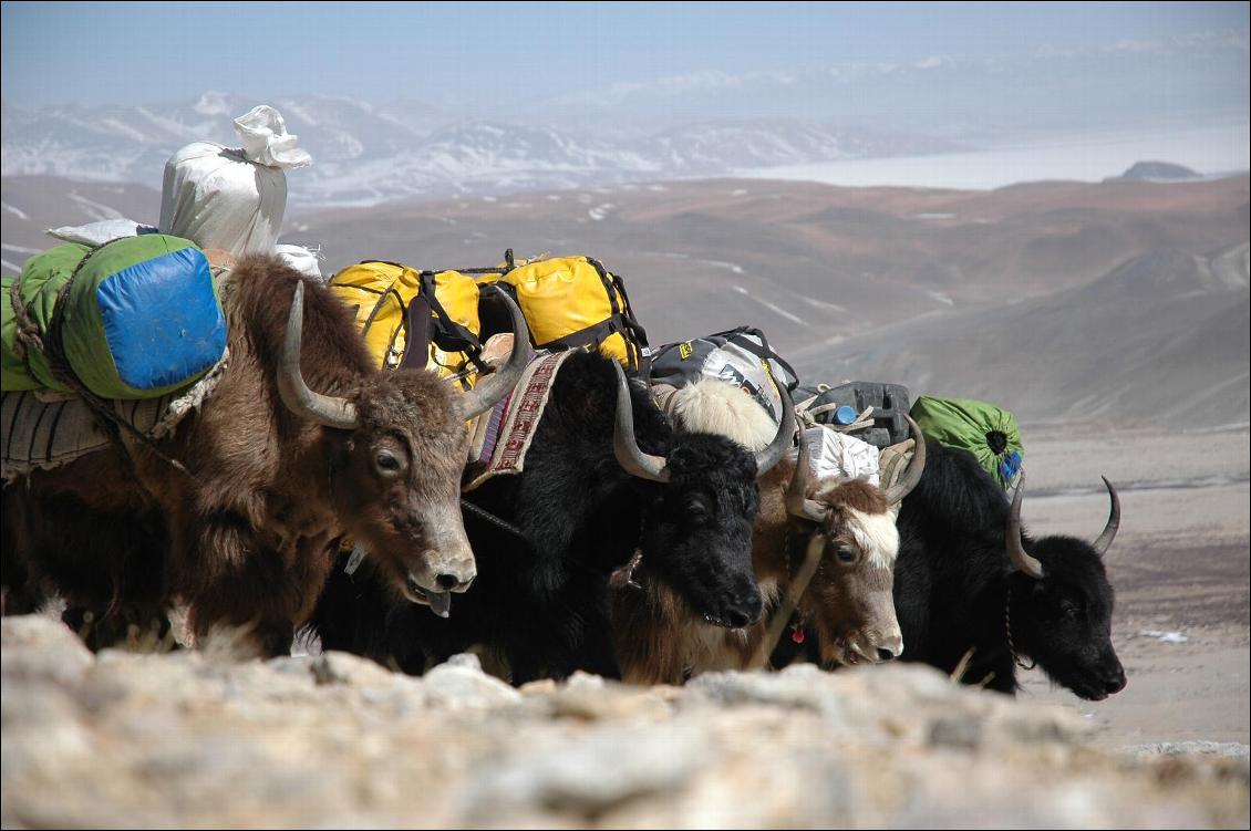 Tibet, Gurla Mandata, 7760 m