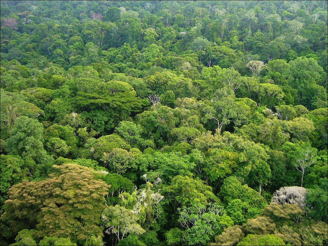 marcher-dans-la-jungle-en-toute-legerete