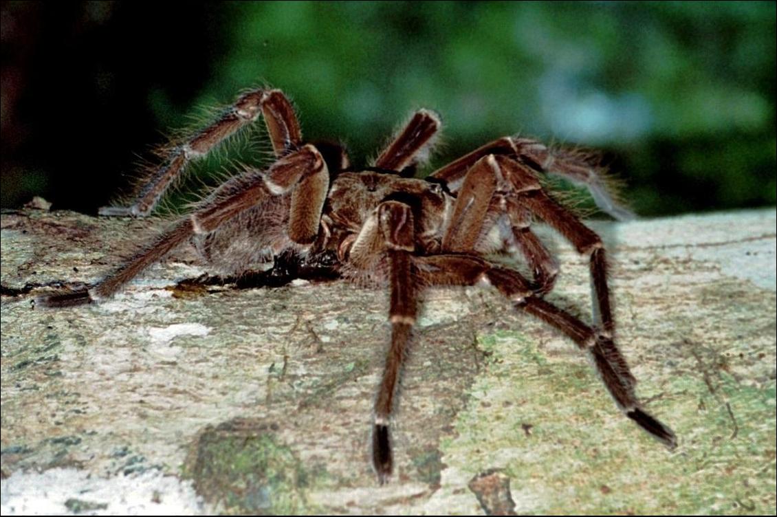 Marcher dans la jungle en toute légèreté