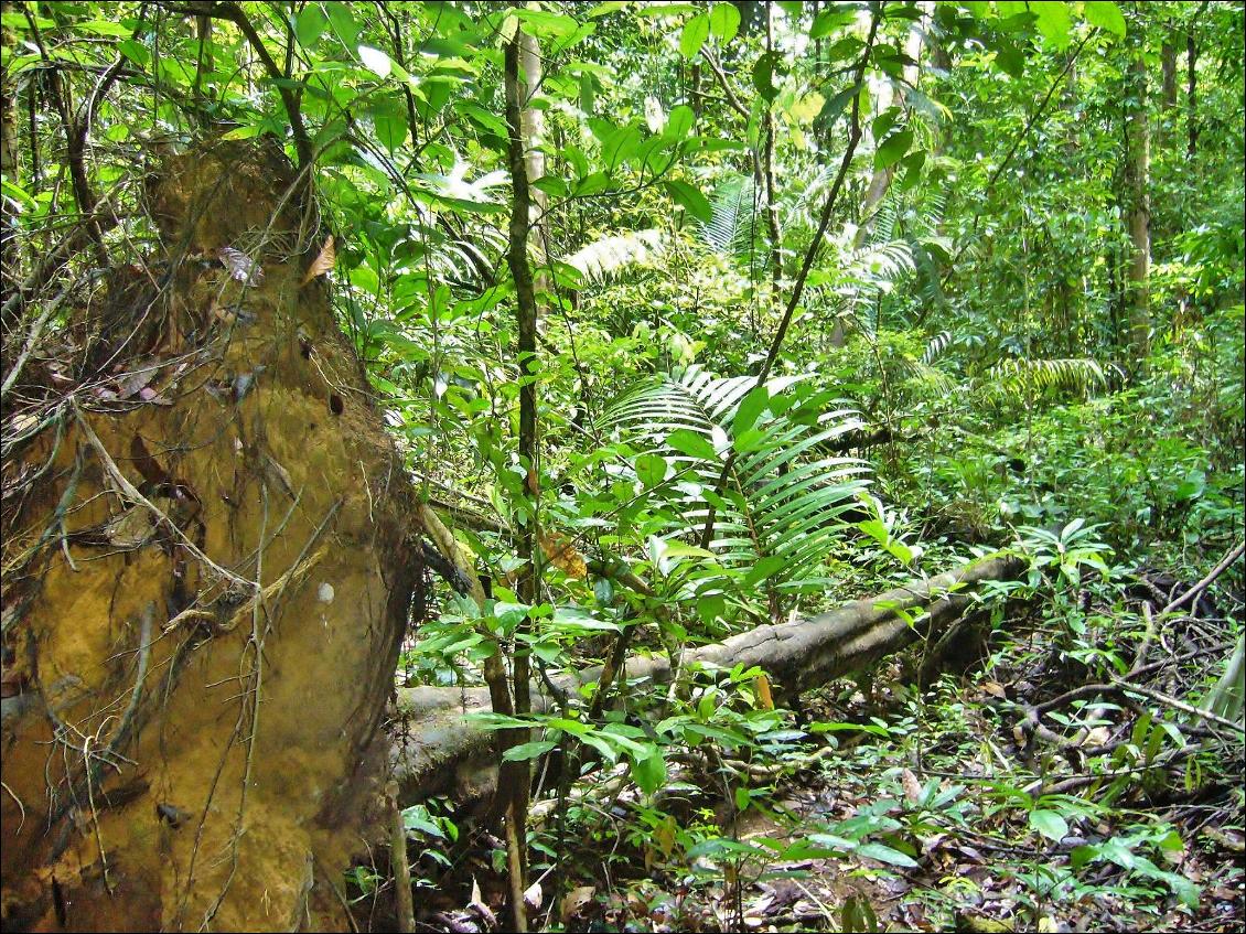 Un chablis en Guyane