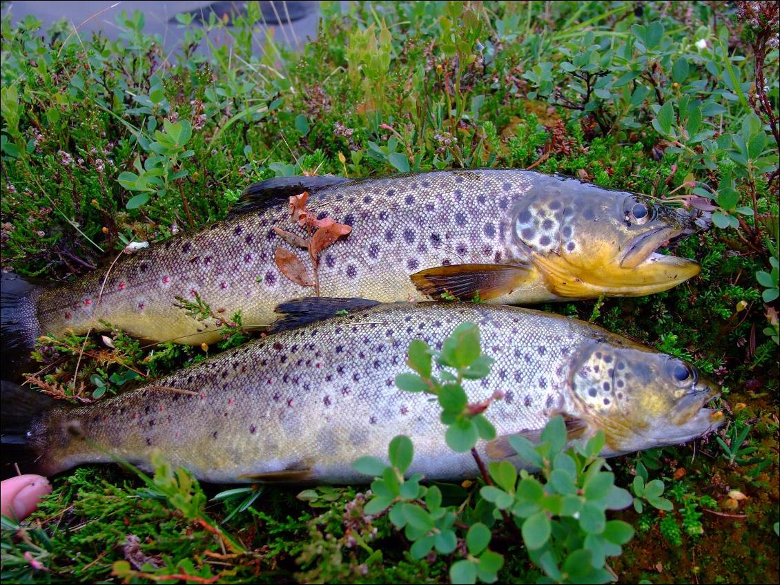 La pêche en voyage nature