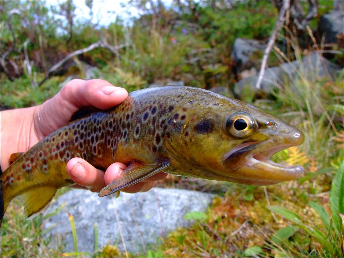 La pêche en voyage nature