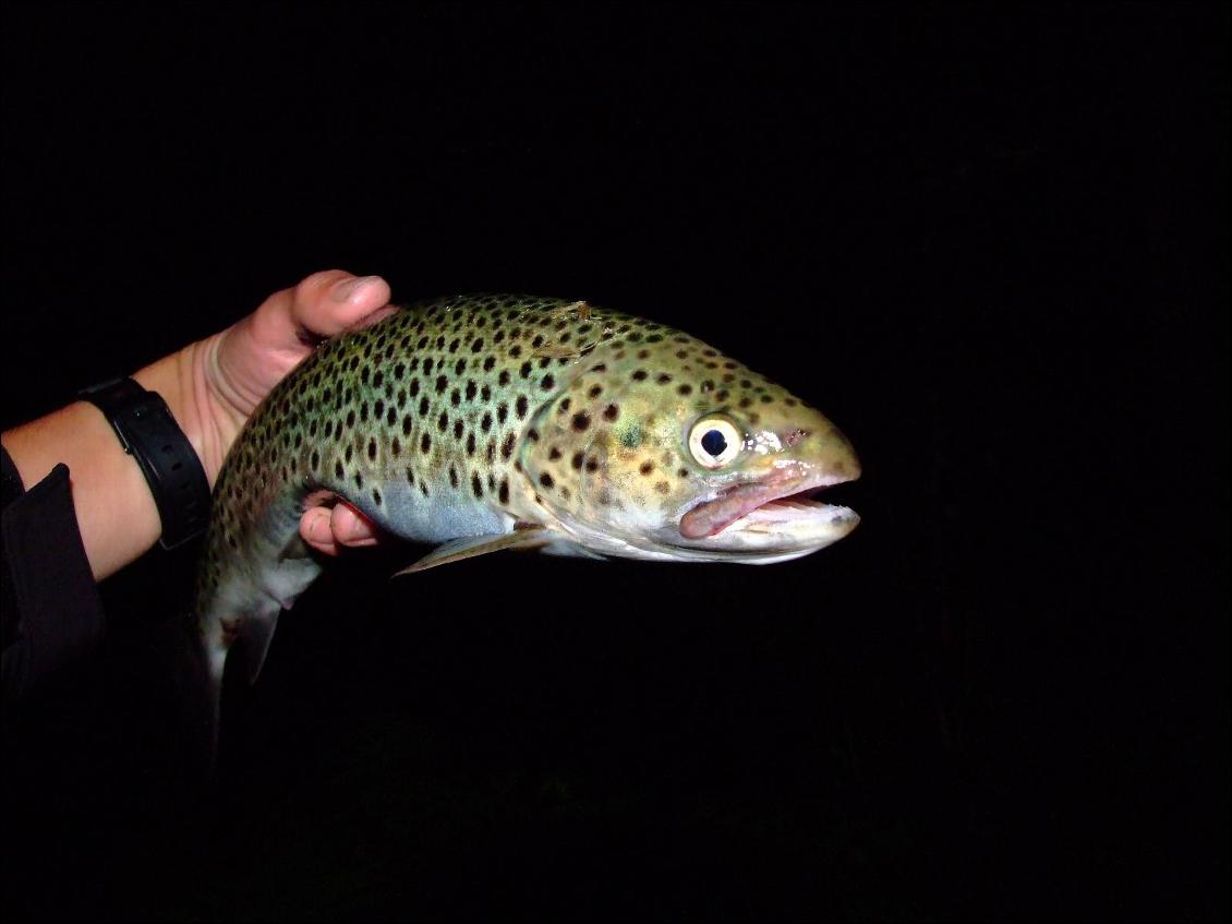 Truite de mer prise dans une embouchure de rivière en Norvège