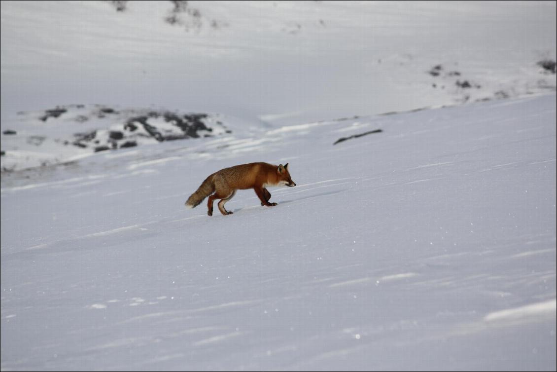 Les renards rôdent autour du tipi