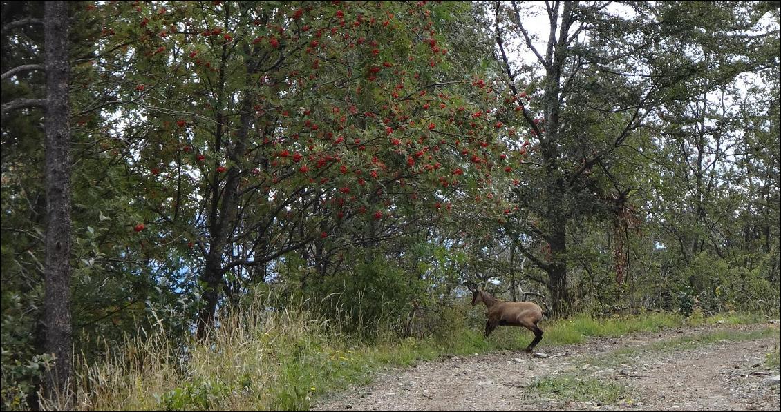 On a croisé pas mal de faune lors de ce trip dans cet éden